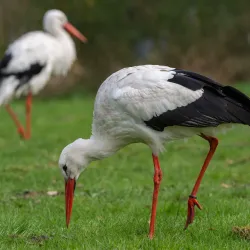 Botanischer Garten Oldenburg - Oldenburg