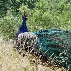 Botanischer Garten Oldenburg - Oldenburg