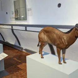 Deutsches Pferdemuseum (German Horse Museum) - Oldenburg