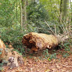 Eversten Holz - Oldenburg