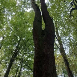 Eversten Holz - Oldenburg