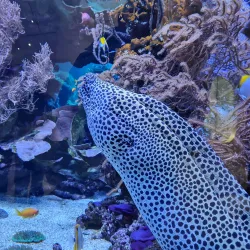 Museum of Natural History Pforzheim (Naturkundemuseum) - Pforzheim