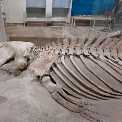 Museum of Natural History Pforzheim (Naturkundemuseum) - Pforzheim