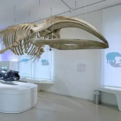 Museum of Natural History Pforzheim (Naturkundemuseum) - Pforzheim