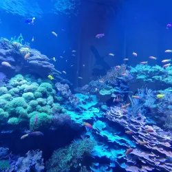 Museum of Natural History Pforzheim (Naturkundemuseum) - Pforzheim