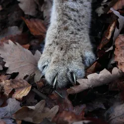 Wildpark Pforzheim - Pforzheim