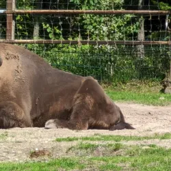 Wildpark Pforzheim - Pforzheim