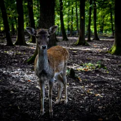 Wildpark Pforzheim - Pforzheim