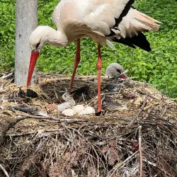 Wildpark Pforzheim - Pforzheim