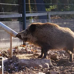 Wildpark Pforzheim - Pforzheim