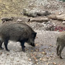 Wildpark Pforzheim - Pforzheim