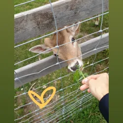Rüdesheim Cable Car (Seilbahn Rüdesheim) - Rüdesheim am Rhein