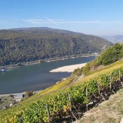 Vineyard Hiking Trails - Rüdesheim am Rhein