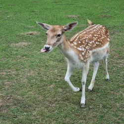 Vineyard Hiking Trails - Rüdesheim am Rhein