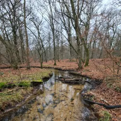 Kirchhellener Heide - Recklinghausen
