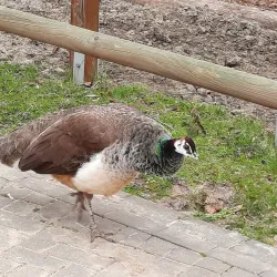 Waldpark Recklinghausen - Recklinghausen