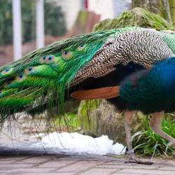 Waldpark Recklinghausen - Recklinghausen