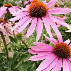 Regensburg Botanical Garden - Regensburg