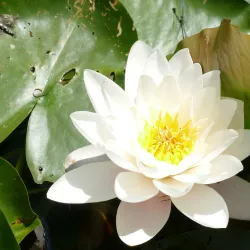 Regensburg Botanical Garden - Regensburg