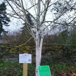 Remagen War Cemetery - Remagen