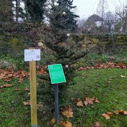Remagen War Cemetery - Remagen