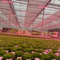 Emsflower Park (Emsflower) - Rheine