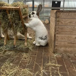 Emsflower Park (Emsflower) - Rheine