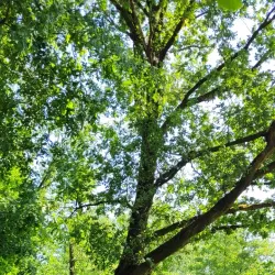 Kiebitzmoor Nature Reserve - Rheine