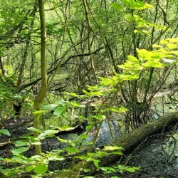 Kiebitzmoor Nature Reserve - Rheine