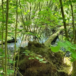 Kiebitzmoor Nature Reserve - Rheine