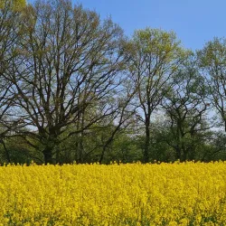 Kiebitzmoor Nature Reserve - Rheine