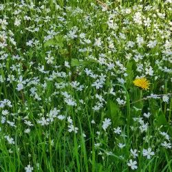Kiebitzmoor Nature Reserve - Rheine