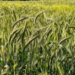 Kiebitzmoor Nature Reserve - Rheine