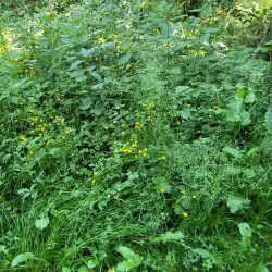 Kiebitzmoor Nature Reserve - Rheine