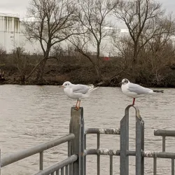 Main River Promenade - Ruesselsheim