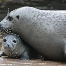 Saarbrücken Zoo - Saarbrucken