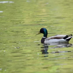 Schweinfurt City Park (Stadtpark) - Schweinfurt