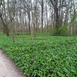 Schweinfurt City Park (Stadtpark) - Schweinfurt