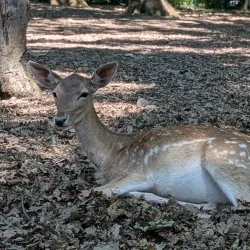 Schweinfurt Zoo - Schweinfurt
