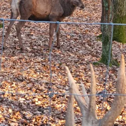 Schweinfurt Zoo - Schweinfurt