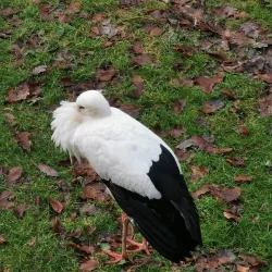 Schweinfurt Zoo - Schweinfurt