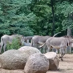 Zoological Garden Schwerin (Zoo Schwerin) - Schwerin