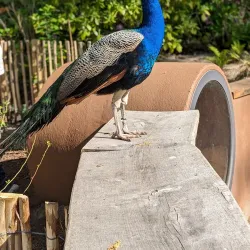 Zoological Garden Schwerin (Zoo Schwerin) - Schwerin