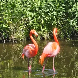 Zoological Garden Schwerin (Zoo Schwerin) - Schwerin