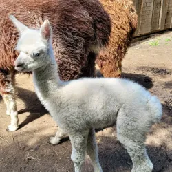 Zoological Garden Schwerin (Zoo Schwerin) - Schwerin