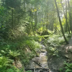 Rothaarsteig Trail - Siegen