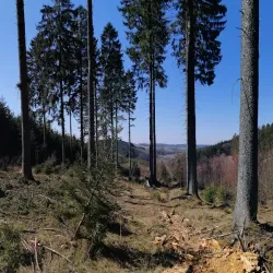 Rothaarsteig Trail - Siegen