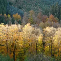Rothaarsteig Trail - Siegen