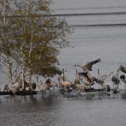 Bürgerpark Sittensen - Sittensen