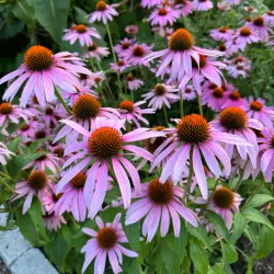 Heidegarten Sittensen - Sittensen